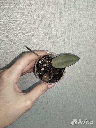 Хойи сортовые