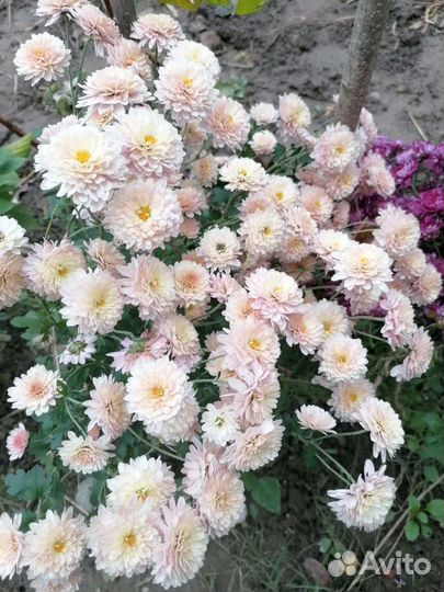 Хризантемы мультифлора