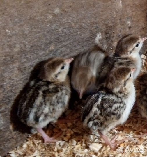 Птенцы каменной куропатки, кеклика