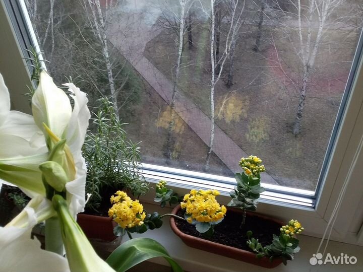 Каланхоэ цветущий. Черенки. Бесплатно