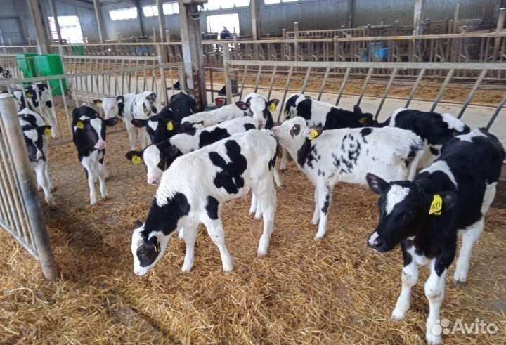 Телята бычки