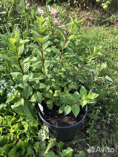 Гортензия сандей фрайз