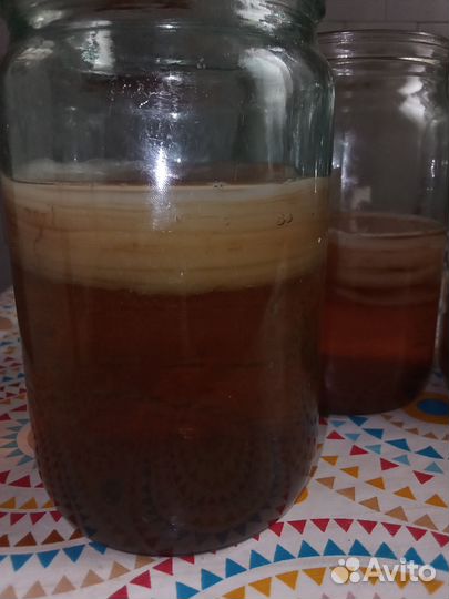 Чайный гриб в банке