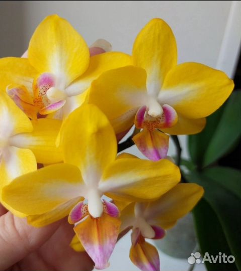 Фаленопсис бабочка