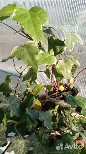 Плющи, ампельные растения. Плющ канарский