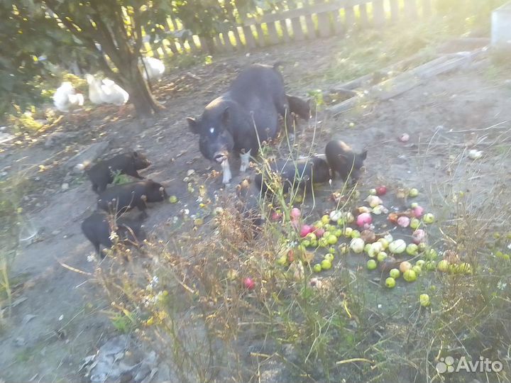 Вьетнамские поросята