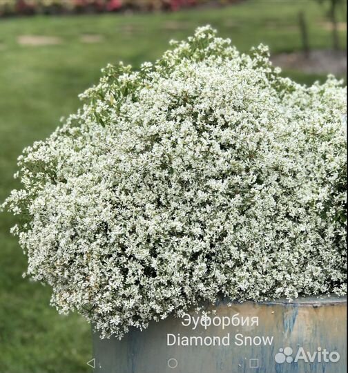 Вегетативные цветущие