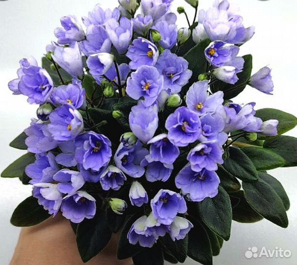 Детки сортовых мини фиалок