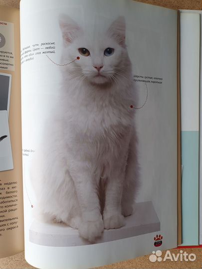 Кошки Большая иллюстрированная энциклопедия