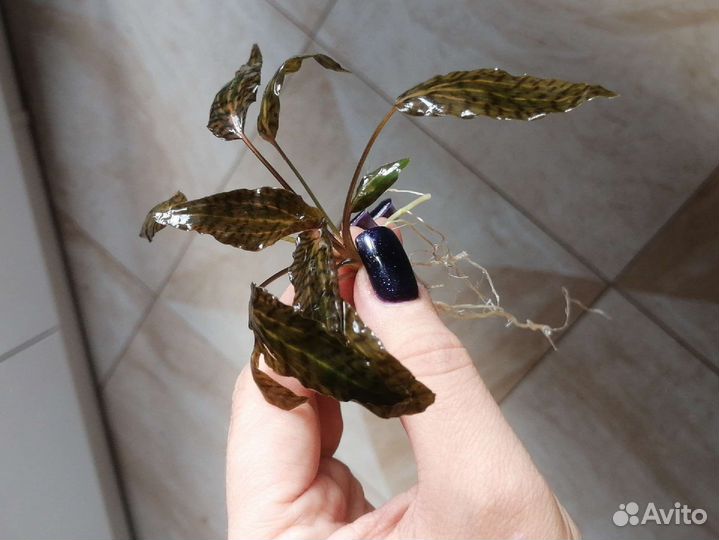 Криптокорина нури