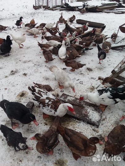 Мускусные утки