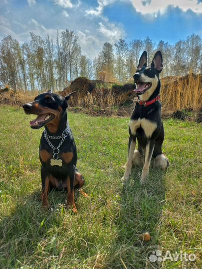 Щенки пинчера