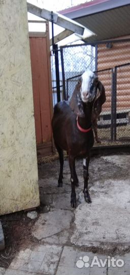 Коза дойная камори