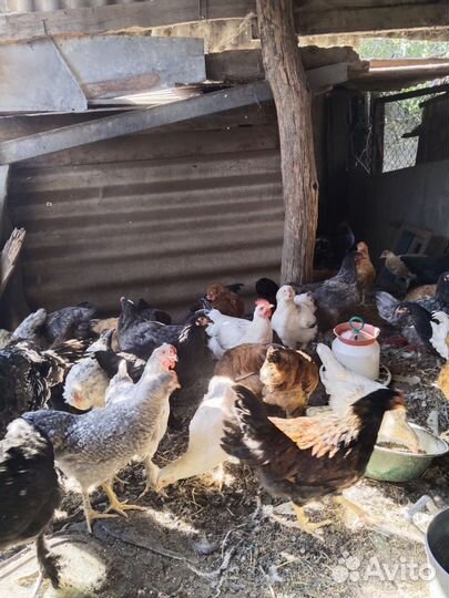 Куры молодки