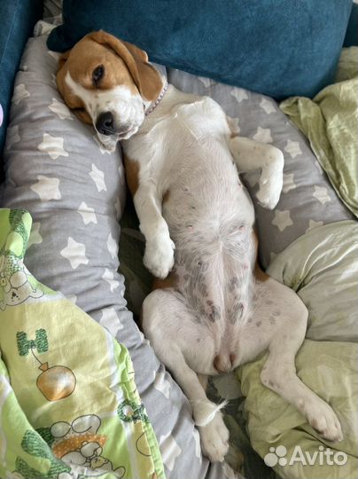 Бигль вязка