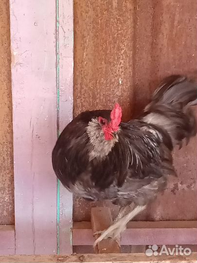 Петухи Амераукана