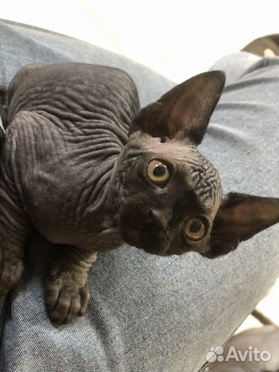 Отдам в добрые руки кошечку