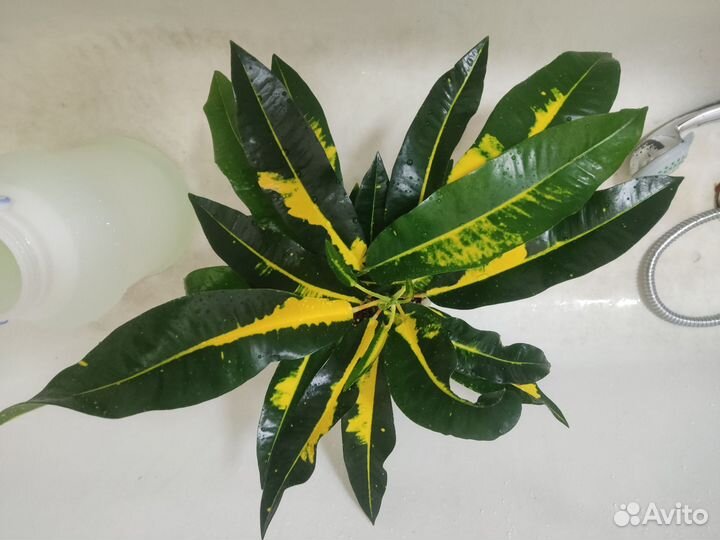 Кротон мортии