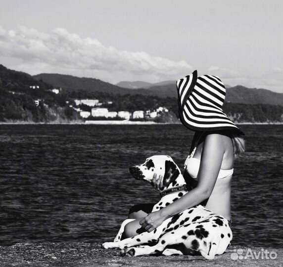 Далматин для фотосессии