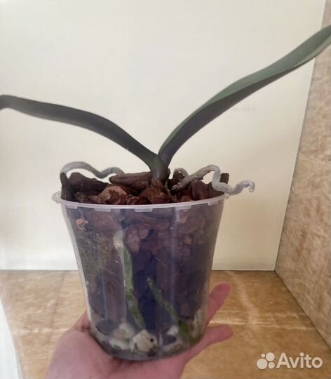 Орхидеи фаленопсис набор 12