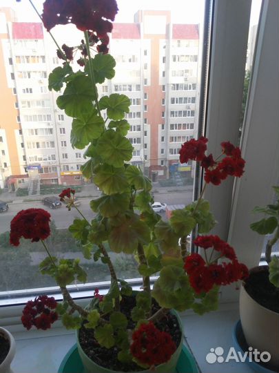 Пеларгония