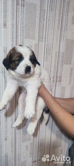 Московская сторожевая