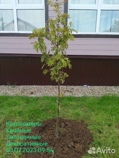 Рябина красная саженцы 150-200см