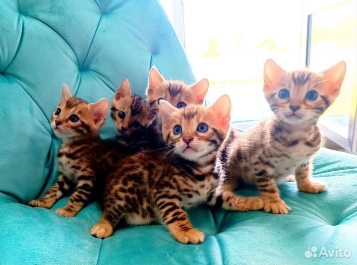 Бенгальские котята