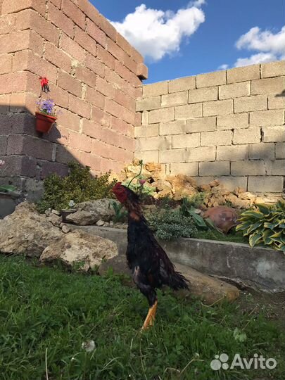 Бойцовые петушки