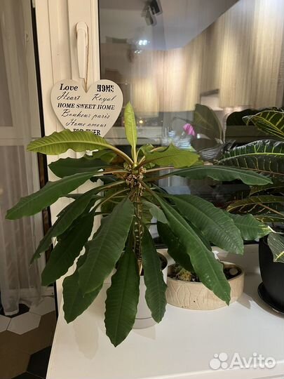 Комнатные растения