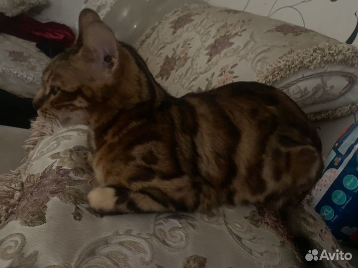 Бенгальские котята