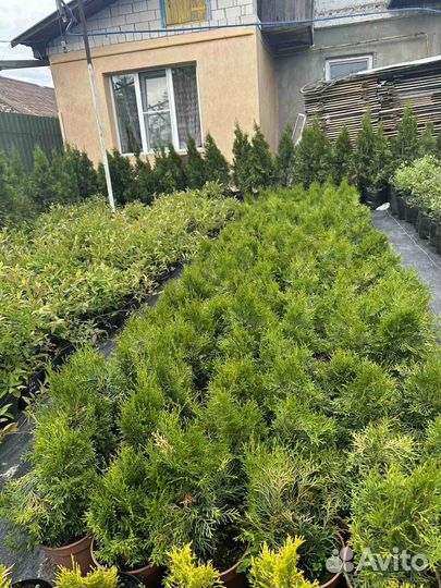 Туя смарагд