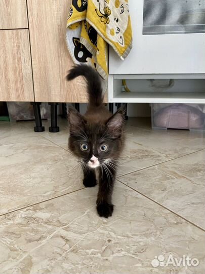 Котёнок девочка