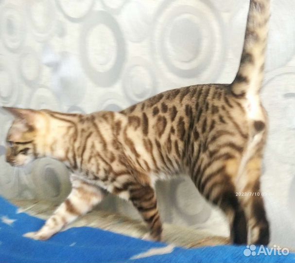 Бенгальский котёнок 6мес