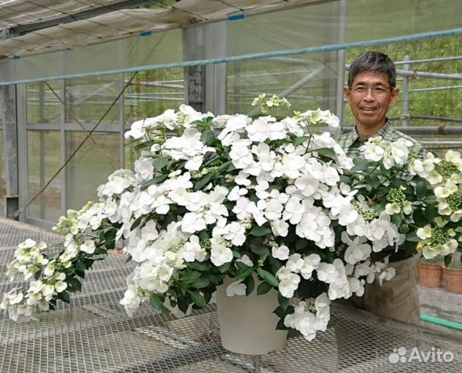 Гортензия Сбежавшая невеста