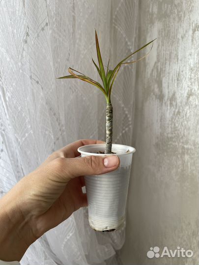 Пальма драцена