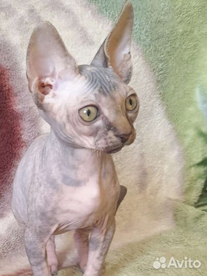 Канадский сфинкс котенок