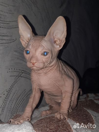 Котята донского сфинкса