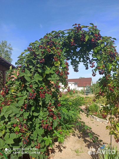 Саженцы черной смородины, малины, ежевики, лука