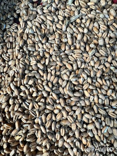 Зерно пшеница