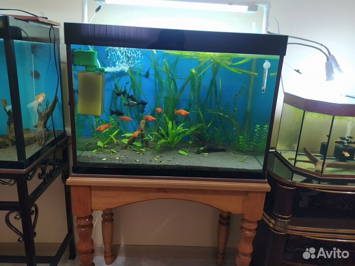 Аквариум с рыбками