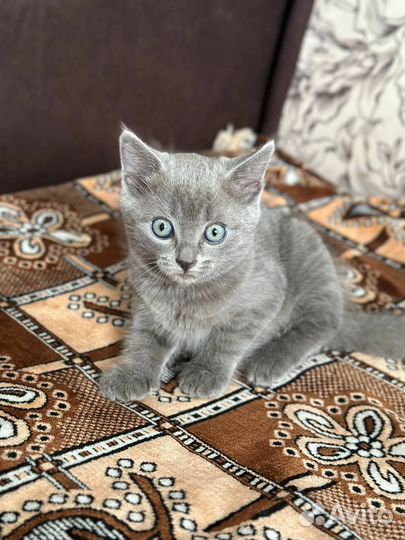 Шотландский котенок