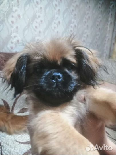 Щенок пекинеса девочка
