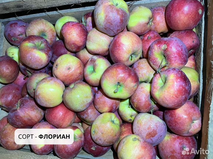 Яблоки оптом и в розницу