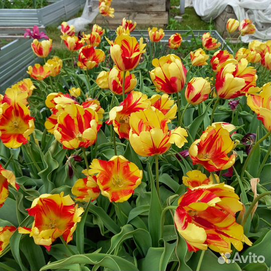 Луковицы тюльпанов