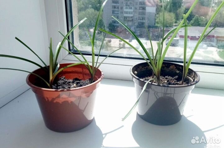 Зефирантес розовый, белый (выскочка)