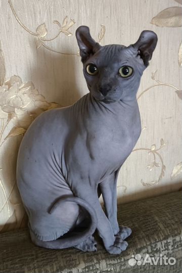 Сфинкс эльф Вязка