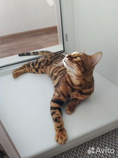 Бенгальский кот