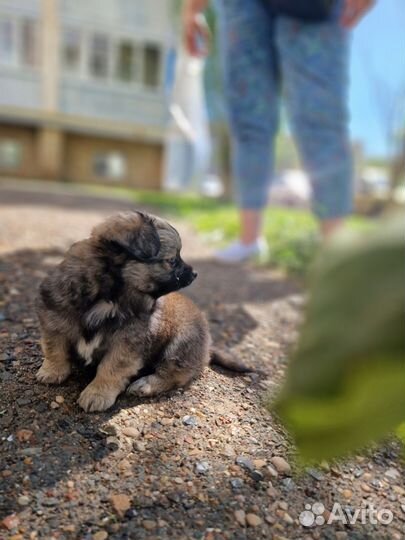 Чихуахуа щенок мини мальчик