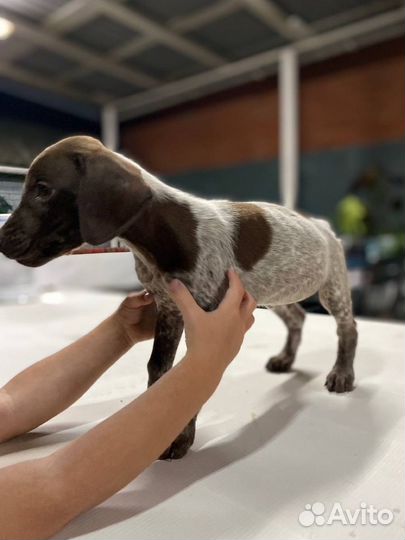 Щенок курцхаара ищет дом